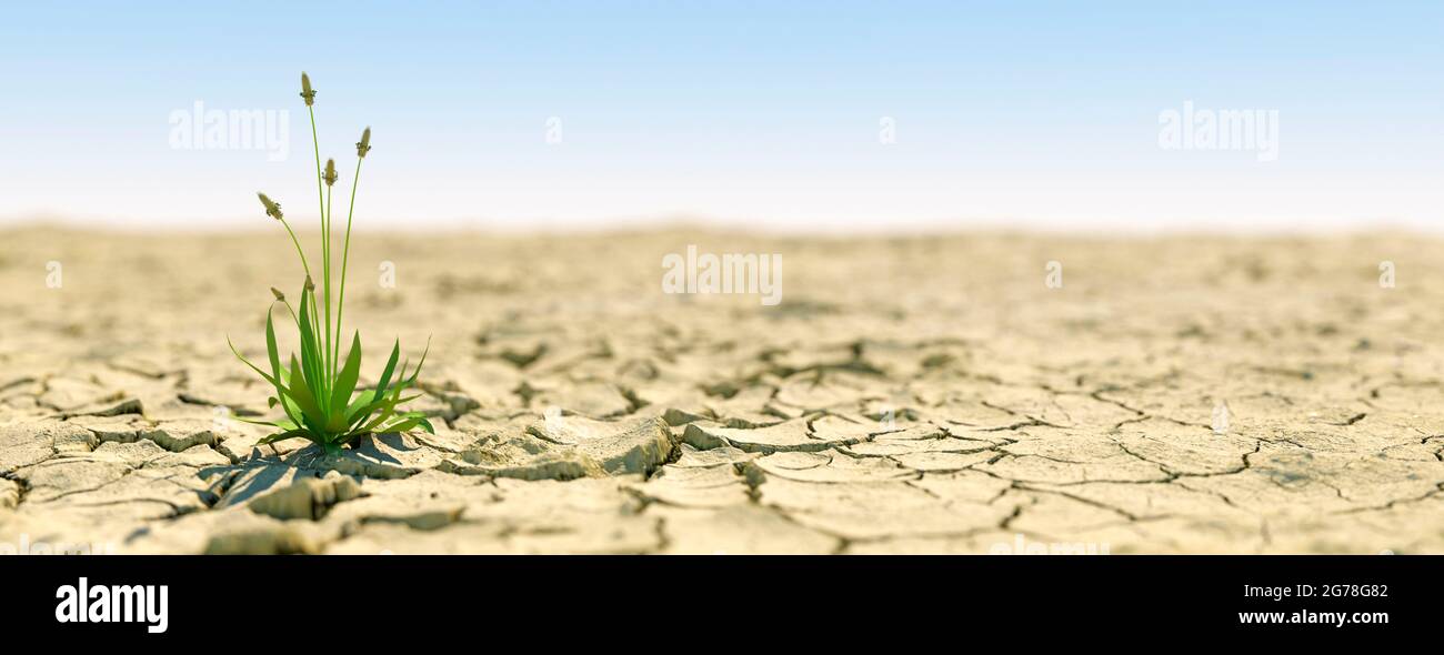 Einzelne Pflanze wächst während eines extremen Trockenheitskonzepts, das das Leben auf 3d Render weiterführt Stockfoto