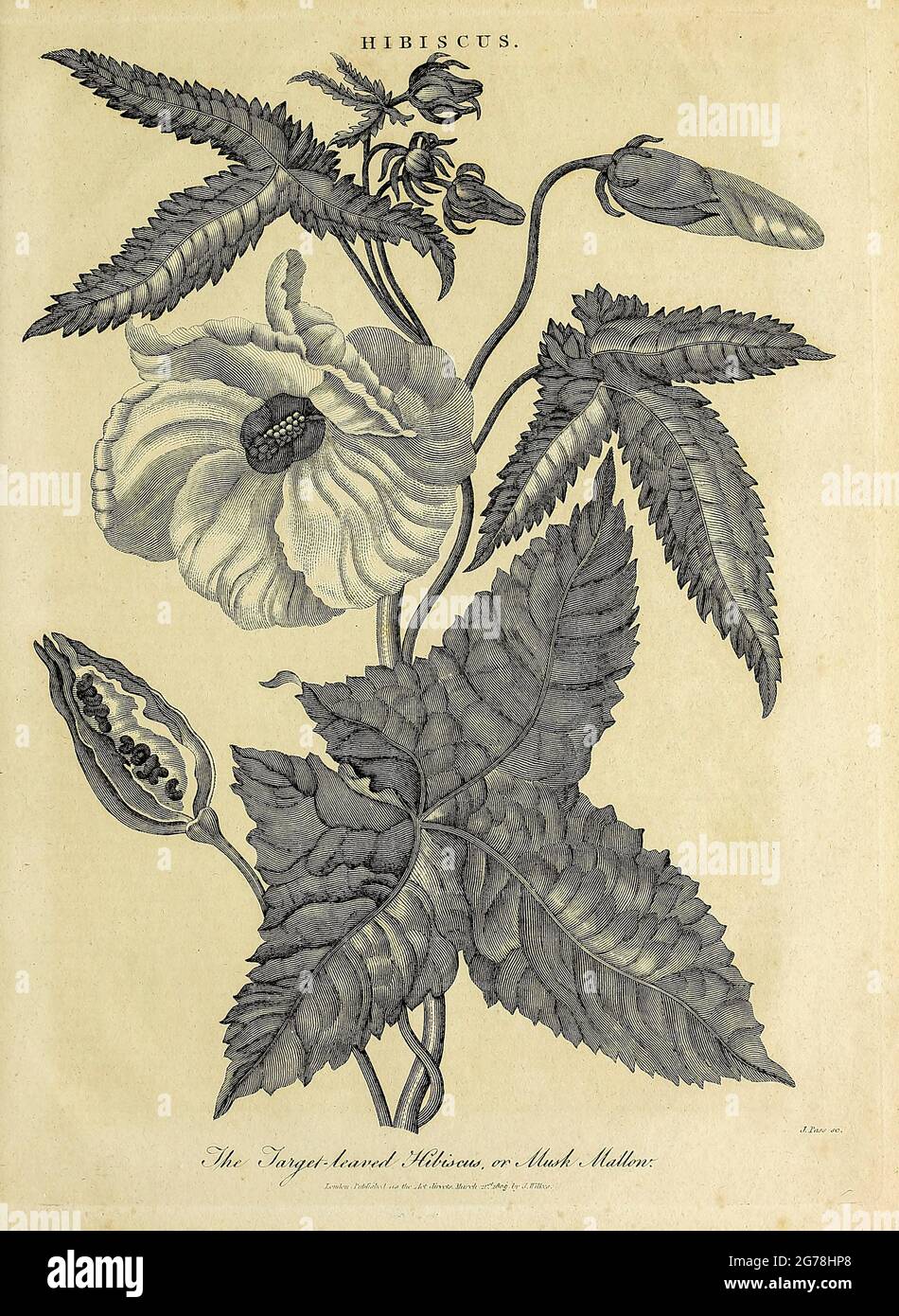 Zielblättriger Hibiskus oder Moschusmallow (Hibiscus Abelmoschus) Kupferstich aus der Encyclopedia Londinensis OR, Universal Dictionary of Arts, Sciences, and literature; Band IX; herausgegeben von Wilkes, John. Veröffentlicht 1811 in London Stockfoto