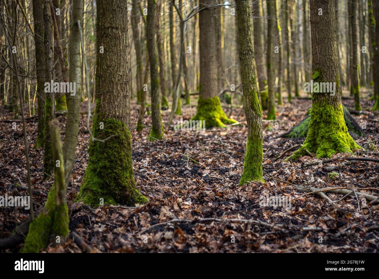 Moosbedeckte Baumstämme im Wald Stockfoto