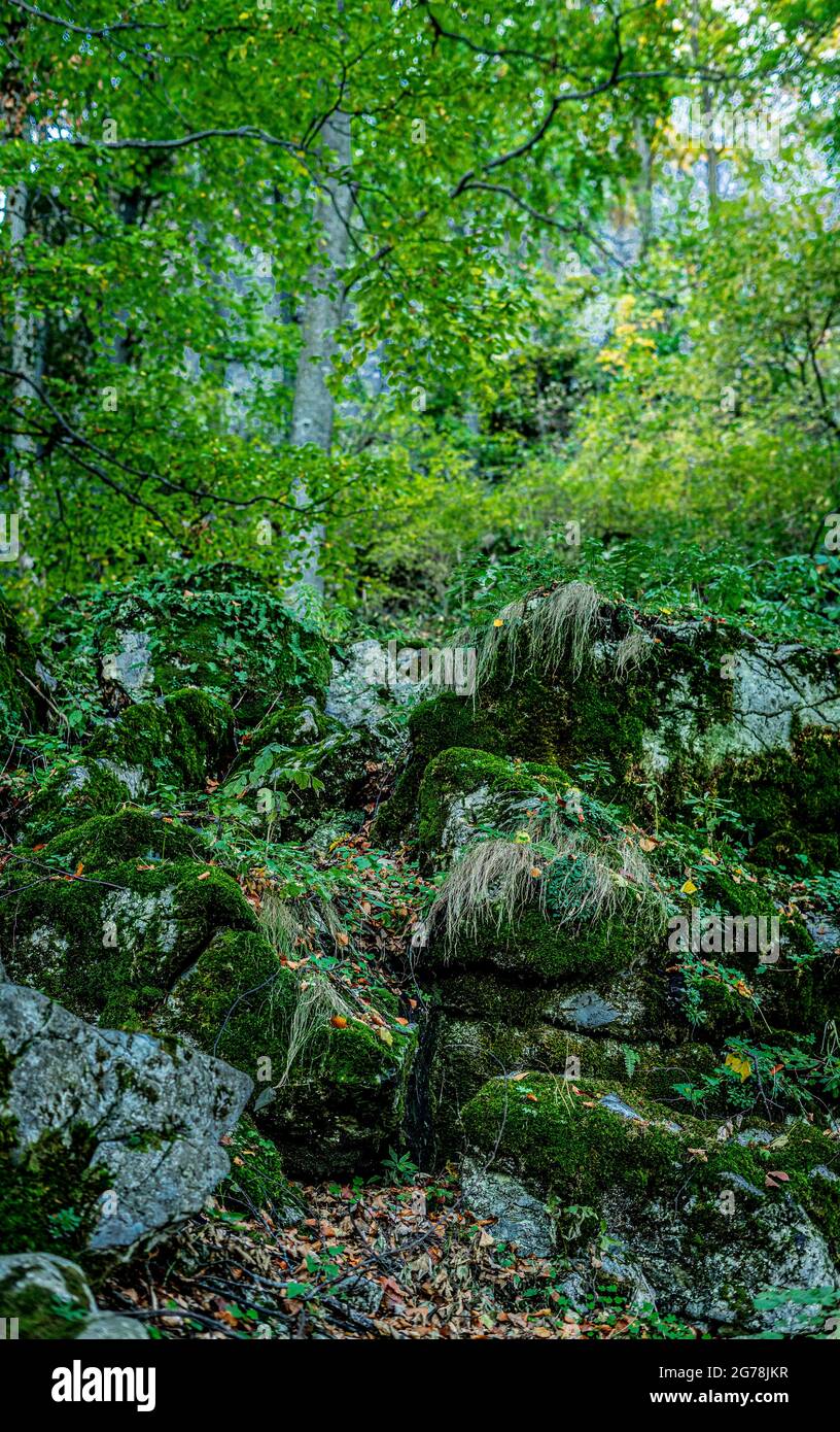 Moosbedeckte Felsen im Wald Stockfoto