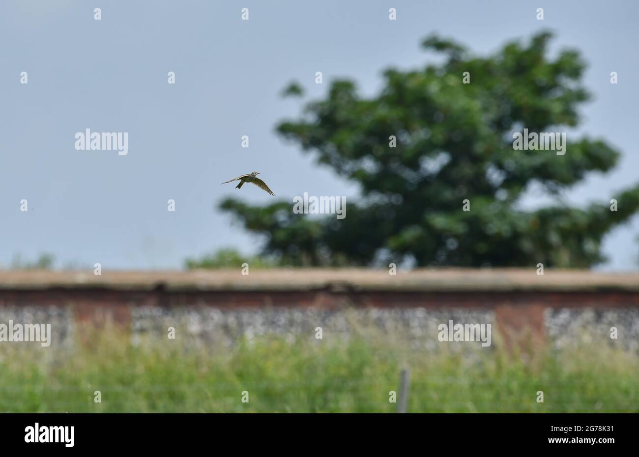 Eine Feldlerche - Alauda arvensis - schwebt und singt über Gras bei Tenantry Down in Brighton Sussex UK Stockfoto