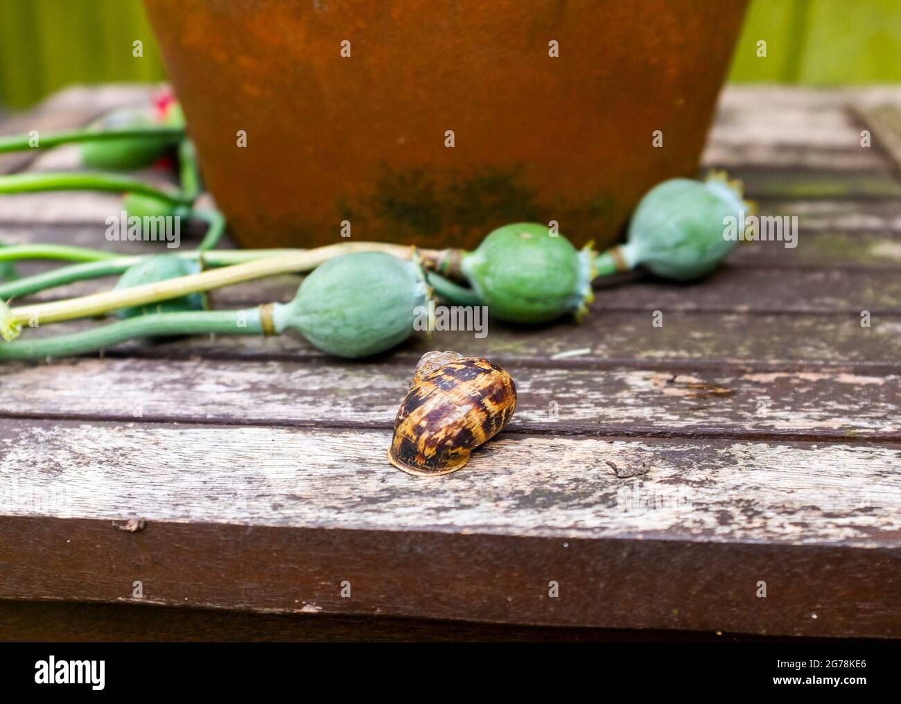 Gemeinsame Gartenschnecke Cornu aspersum und Mohnsamen Köpfe Sussex UK Stockfoto