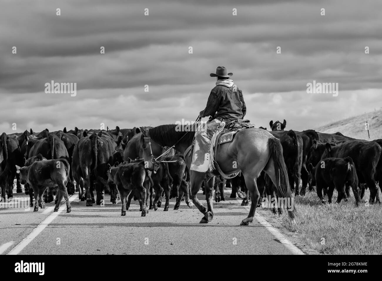 Familie, die Rinder entlang des Nebraska Highway 71 zu einer Sommerweide in der Nähe von Oglala National Grassland, Nebraska, USA, treibt [keine Modellfreigabe; verfügbar Stockfoto