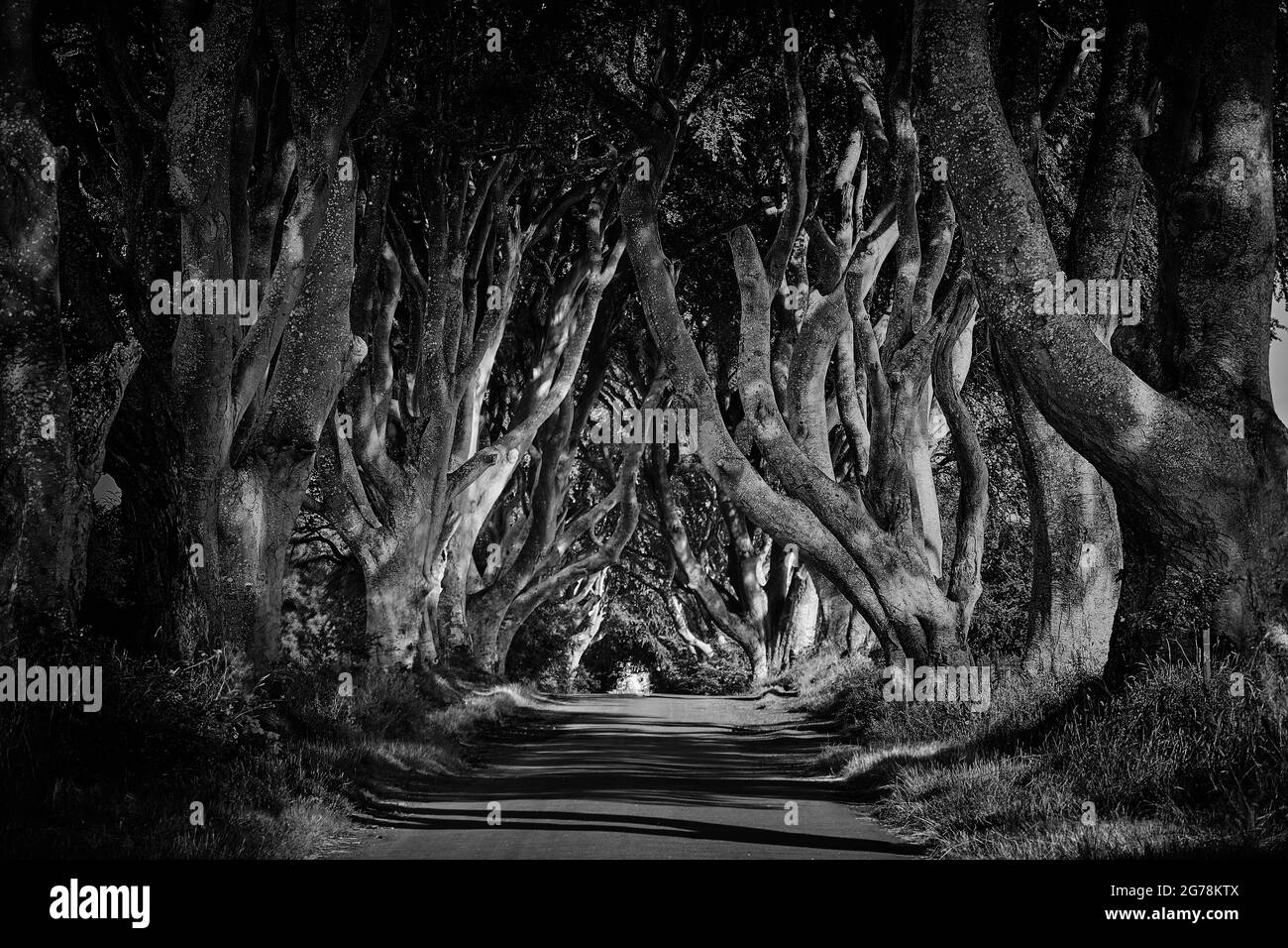 The Dark Hedges in County Antrim, Nordirland. Wird als Filmstandort in Game of Thrones als King's Road verwendet. Stockfoto