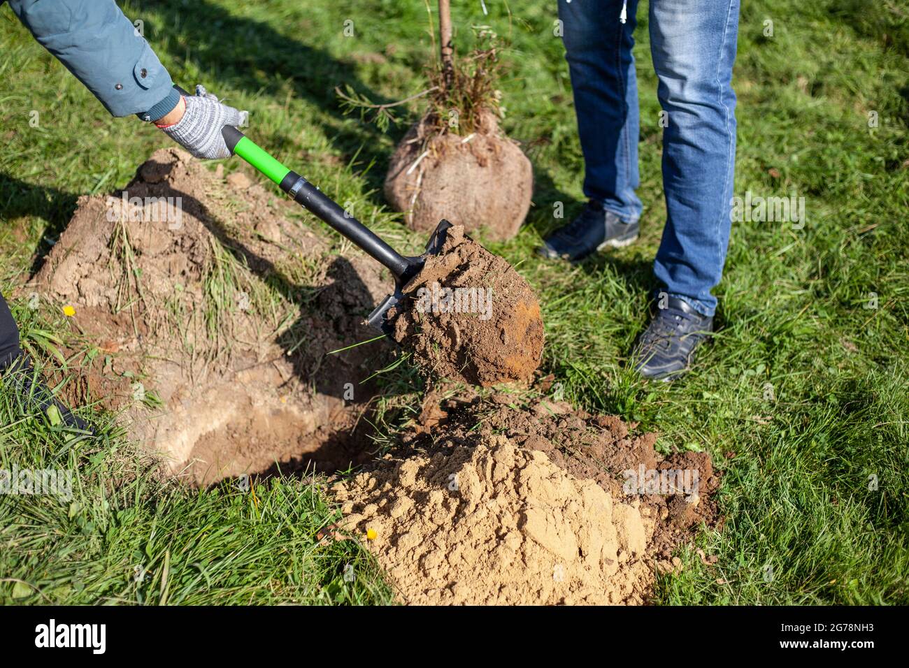 Pflanzen von Kiefern in den Boden. Der Gärtner pflanzt einen Baum. Ein