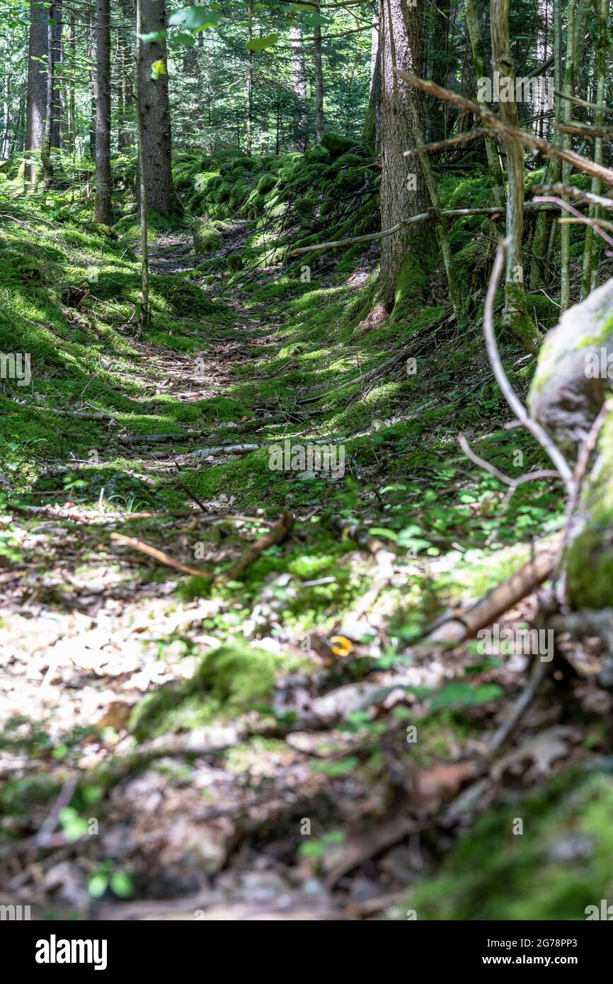 Europa, Österreich, Tirol, Ötztal Alpen, Ötztal, Oetz, natürliche Idylle im Bergwald oberhalb von Oetz Stockfoto