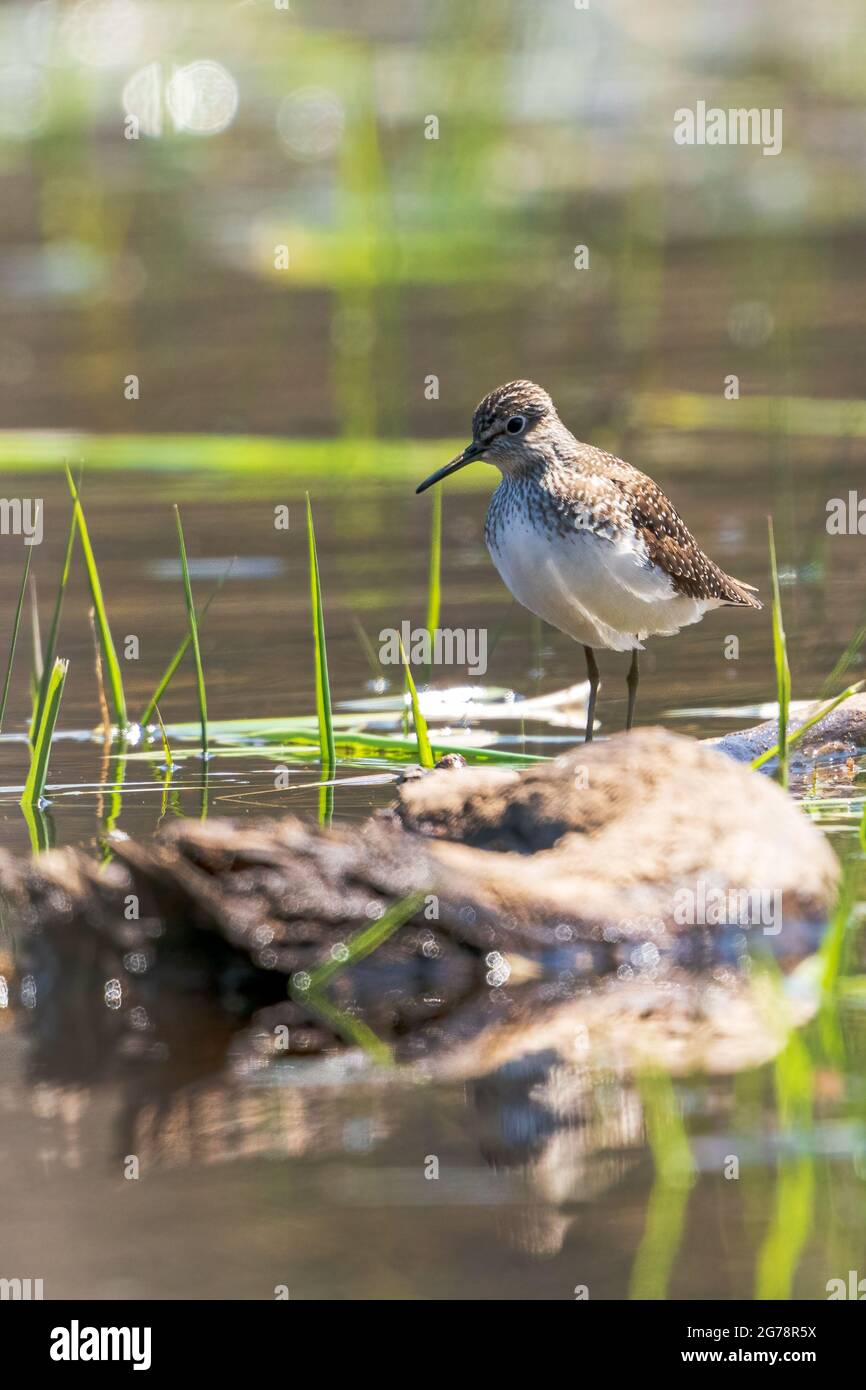 Größere gelbe Beine wandern entlang der Ufer des Strawberry Creek auf der Suche nach einem Essen in einem DCLT Naturschutzgebiet direkt außerhalb von Sturgeon Bay WI. Stockfoto