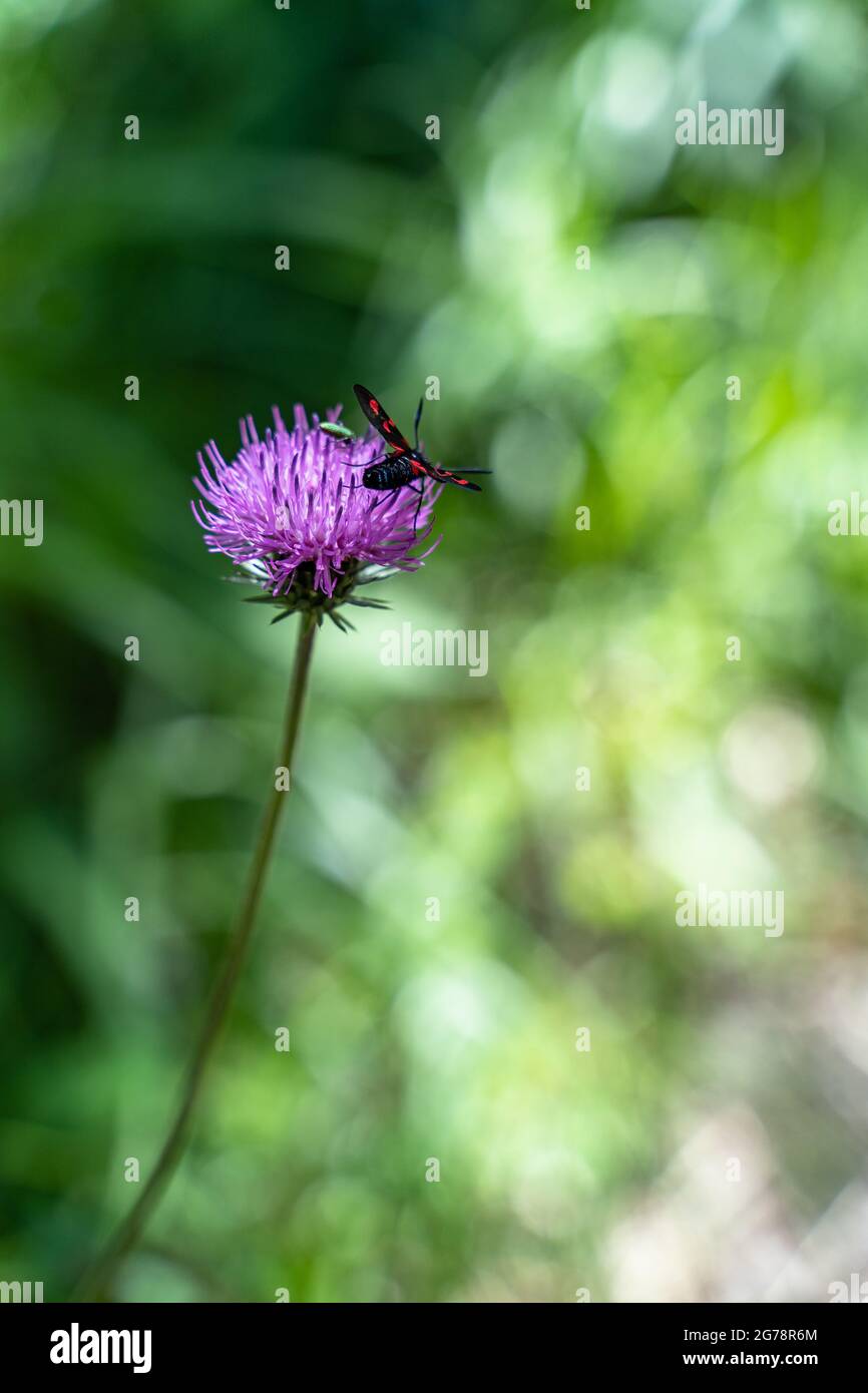 Europa, Österreich, Tirol, Ötztal Alpen, Ötztal, Rotwidderchen auf einer alpinen Distel Stockfoto