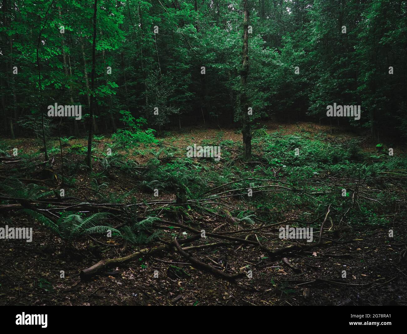 Wälder des Baztan-Tals im Baskenland Stockfoto