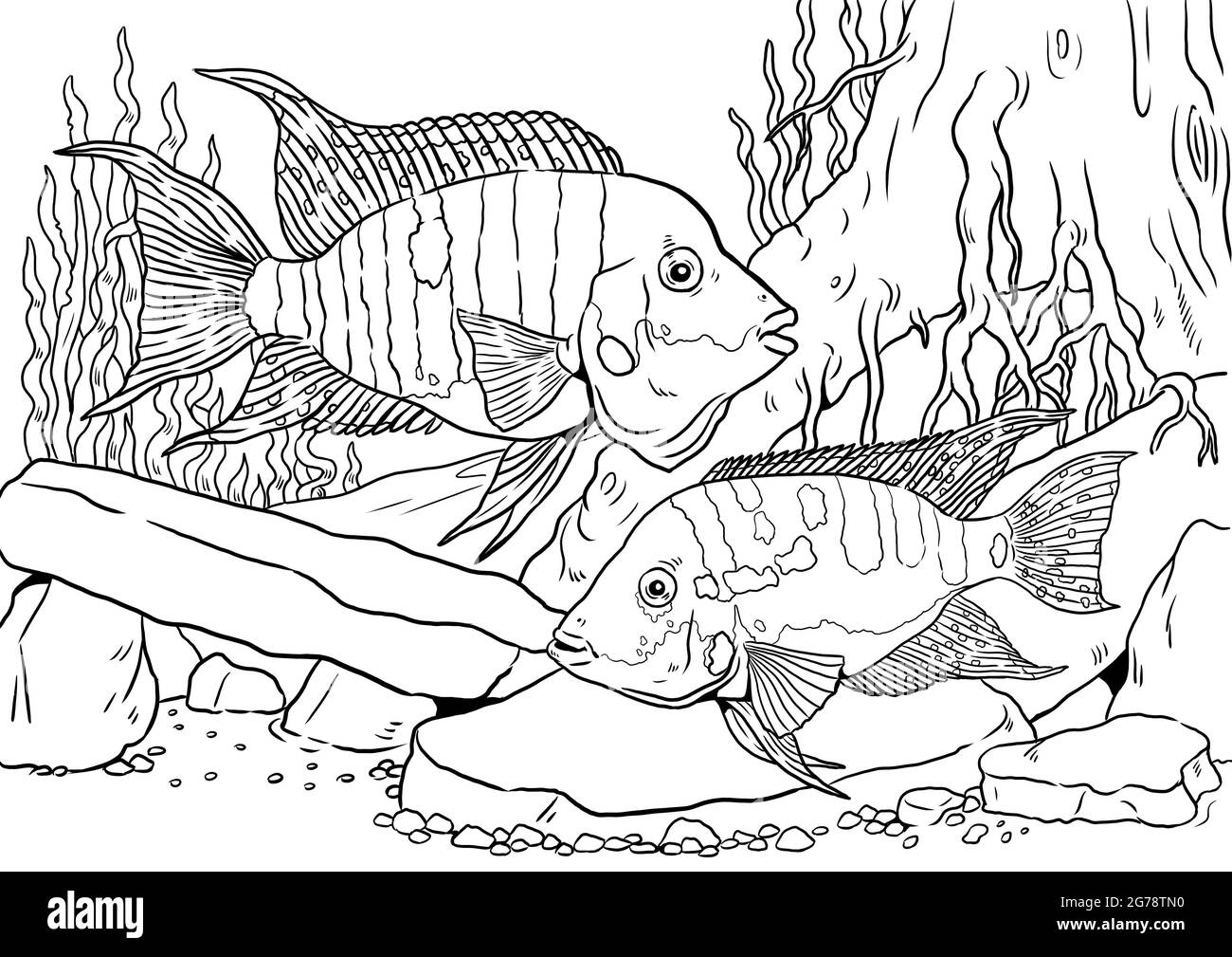 Aquarium mit Feuermaulbuntbarsch zum Färben. Bunte Fischvorlagen. Bild für Kinder und Erwachsene. Stockfoto