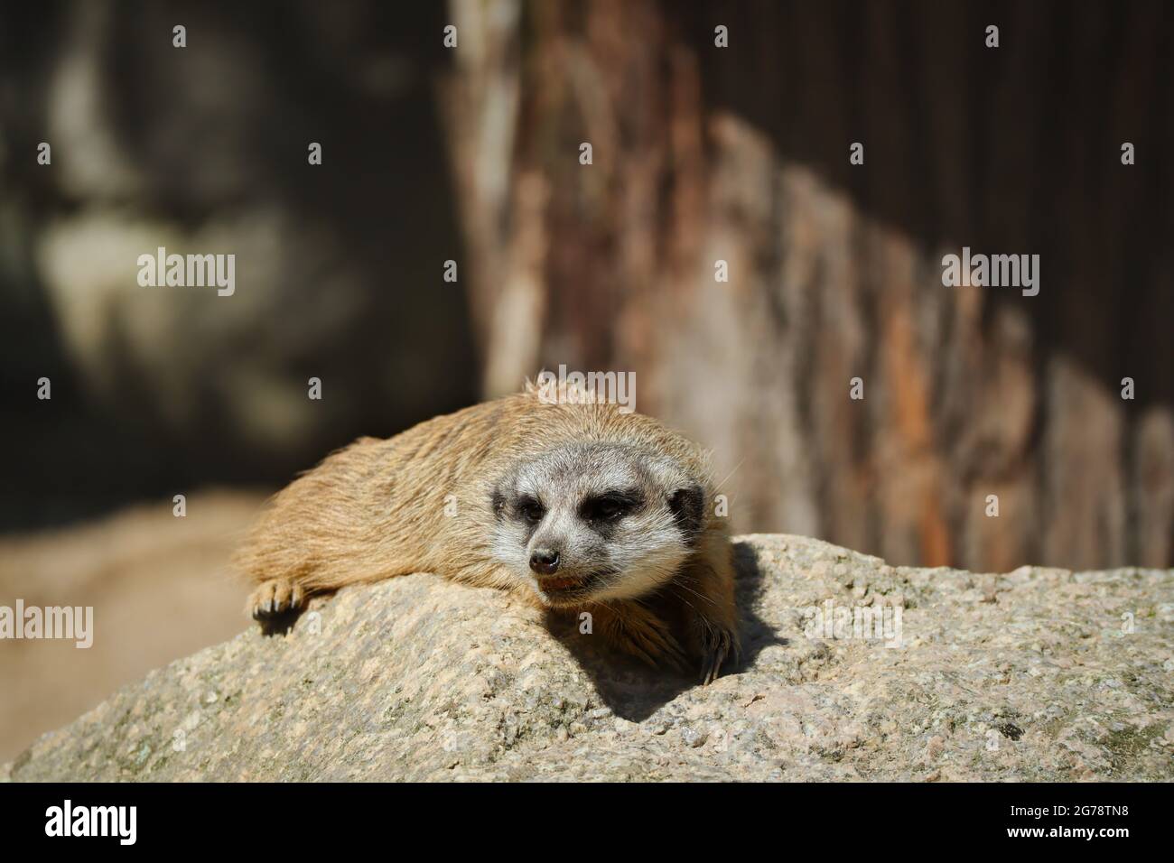 Niedliches braunes Erdmännchen liegt auf dem Felsen im Zoo. Surikat ist eine afrikanische kleine Mongoose. Porträt des Tieres im Zoologischen Garten. Stockfoto