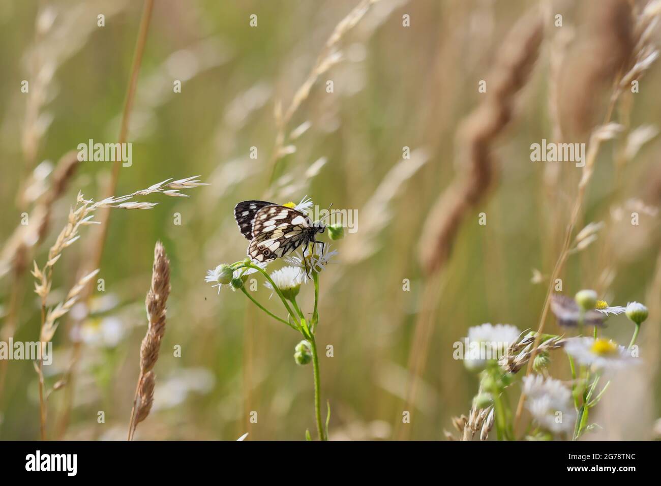 Der marmorierte weiße Schmetterling auf einer Wiesenblume. Melanargia Galathea ist ein mittelgroßer Schmetterling aus der Familie der Nymphidae. Stockfoto