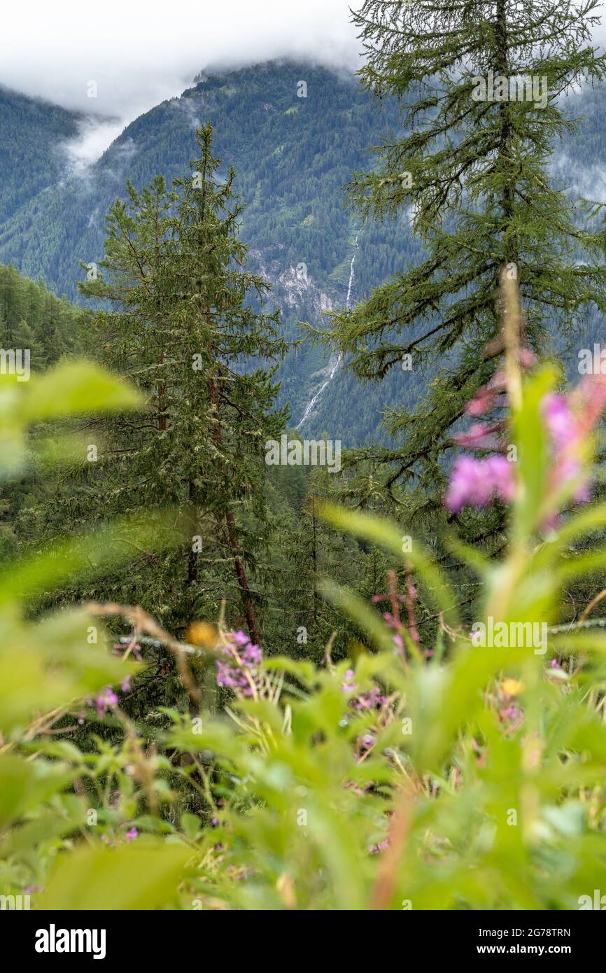Europa, Österreich, Tirol, Ötztal Alpen, Ötztal, Längenfeld, Blick vom Bergwald auf den gegenüberliegenden Hang Stockfoto