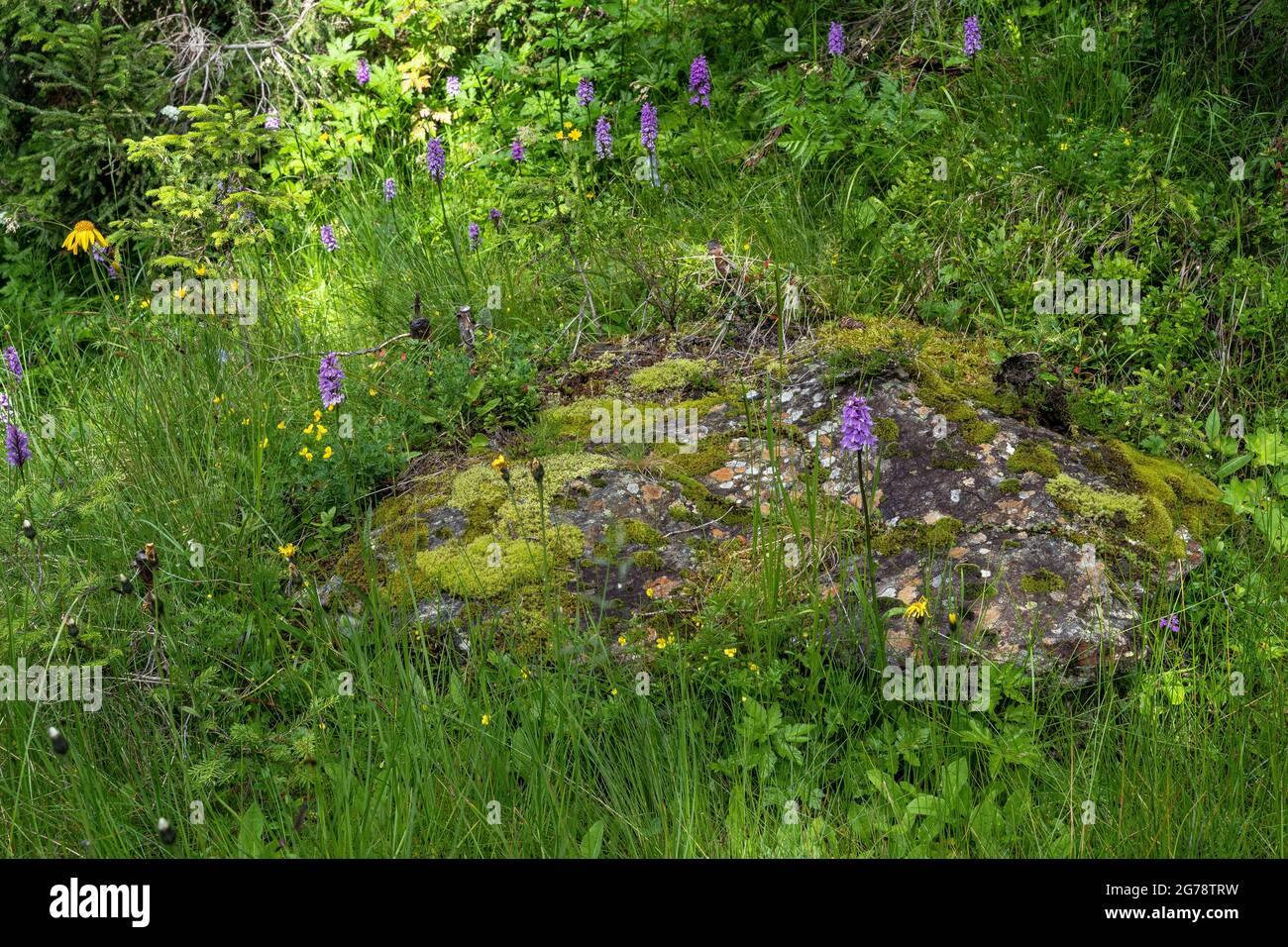 Europa, Österreich, Tirol, Verwall, Paznaun, Galtür, Friedrichshafener Hütte, malerische Szene im Bergwald Stockfoto