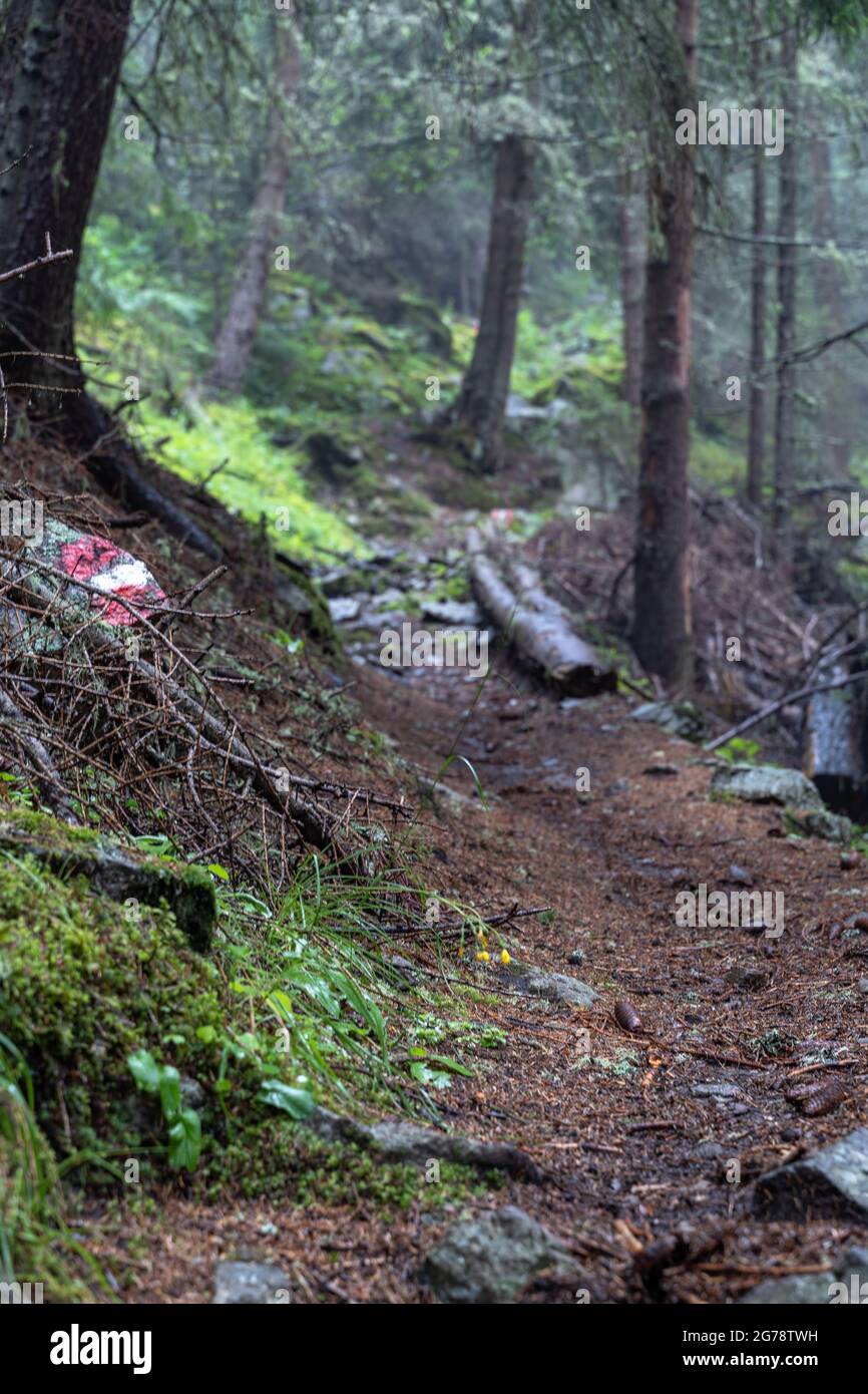 Europa, Österreich, Tirol, Ötztal Alpen, Ötztal, Längenfeld, mystischer Wanderweg im feuchten Bergwald bei Längenfeld Stockfoto