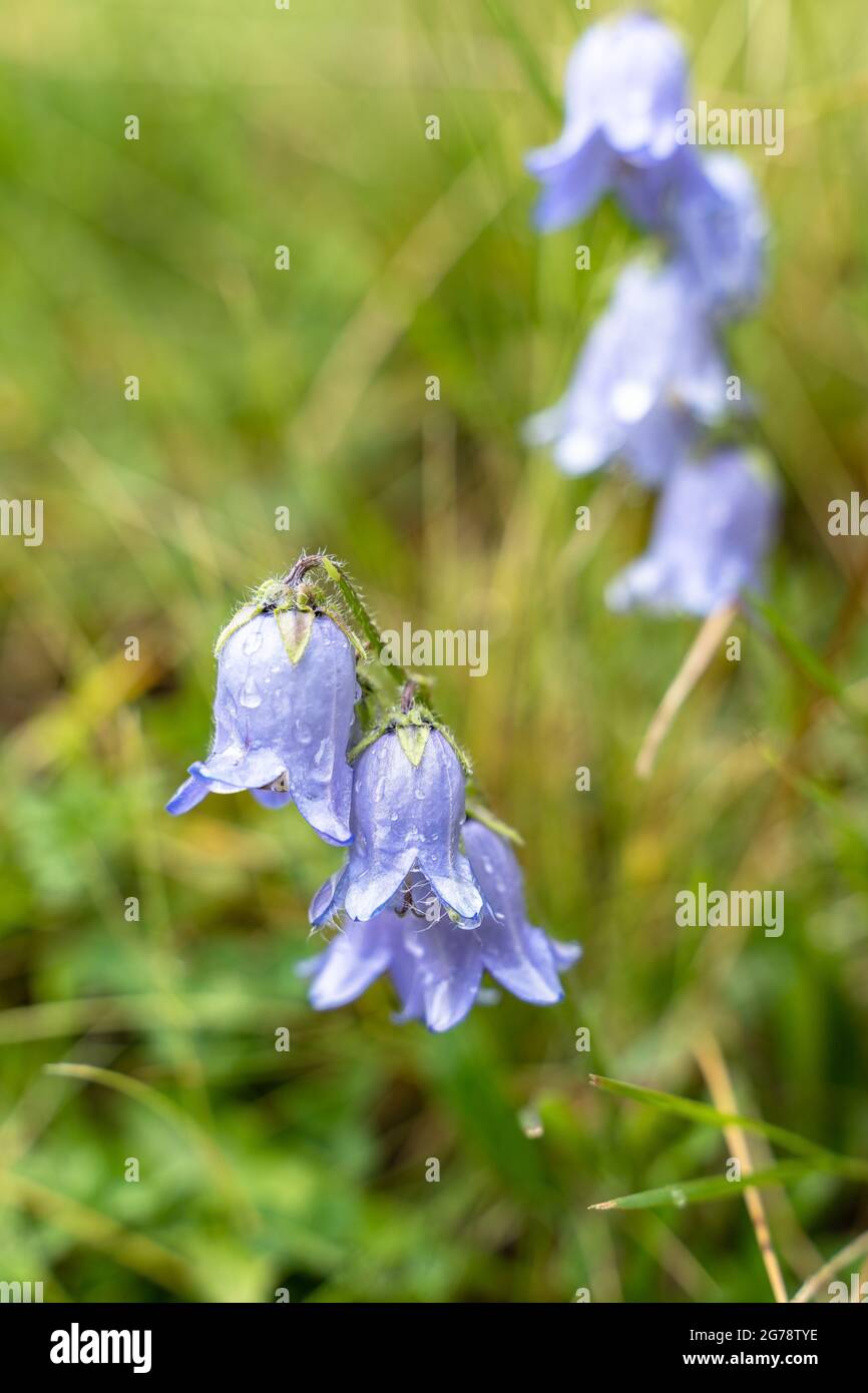 Europa, Österreich, Tirol, Ötztal Alpen, Ötztal, Bärtige Glockenblume auf einer feuchten Bergwiese Stockfoto
