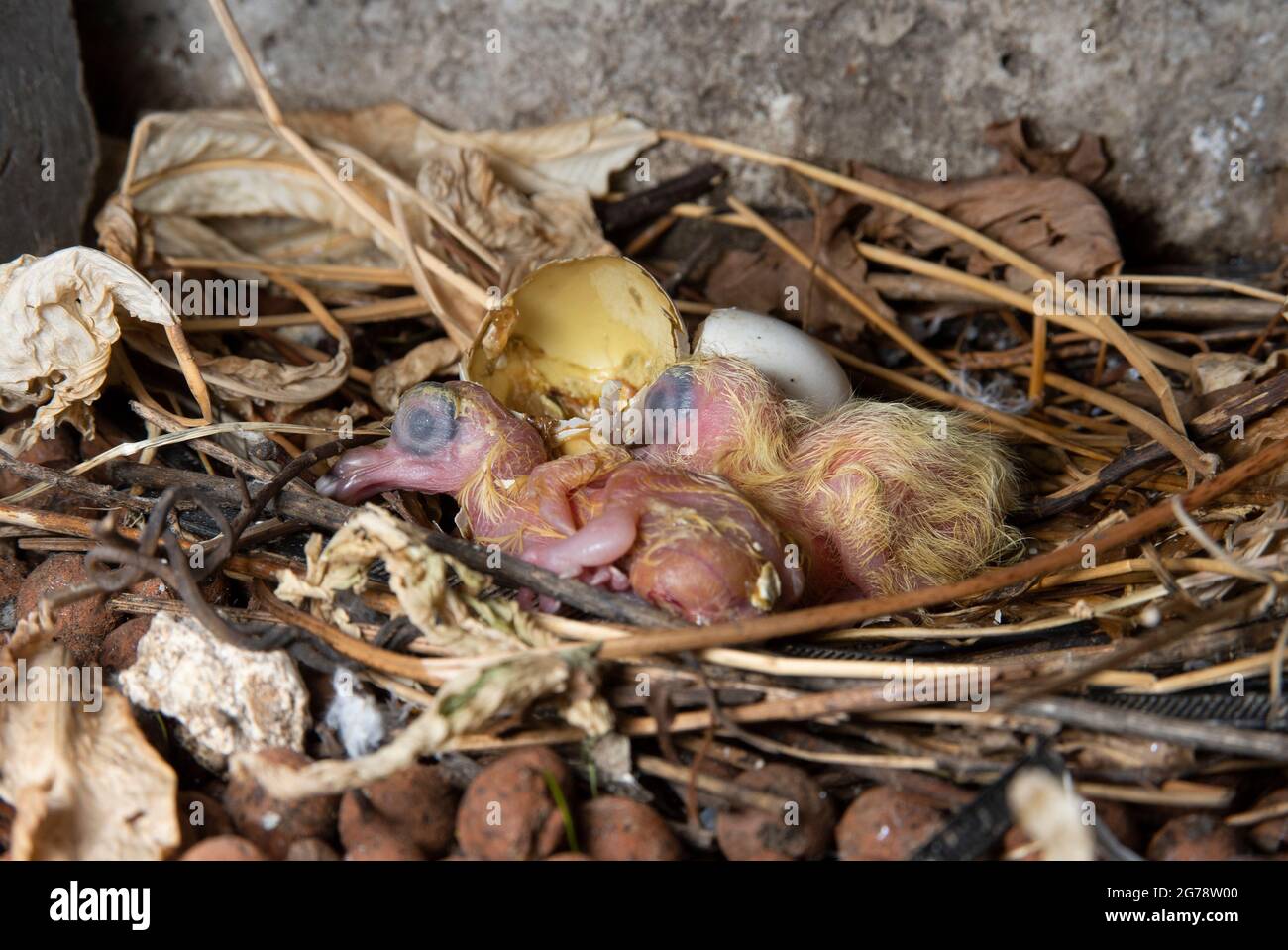 Two Rock Dove or Feral Pigeon, Columba livia, alt-jung im Nest, London, Vereinigtes Königreich Stockfoto