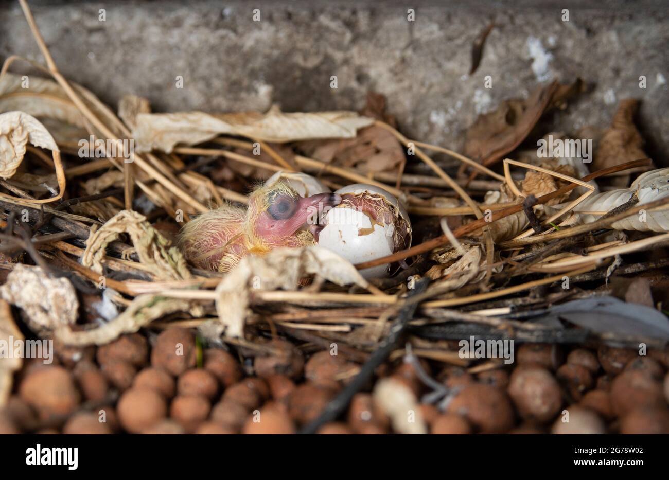 Neu geschlüpfte Felstaube oder Feral Pigeon, Columba livia, altrischer Junge im Nest, London, Großbritannien Stockfoto