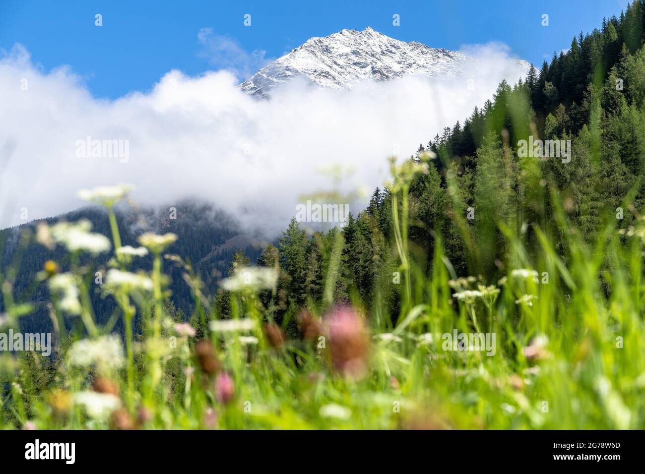 Europa, Österreich, Tirol, Ötztal Alpen, Ötztal, Blick über eine blühende Bergwiese auf das mächtige Hörndle Stockfoto