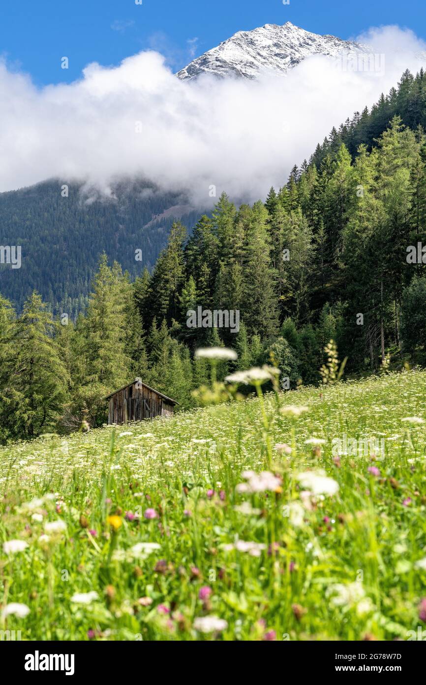 Europa, Österreich, Tirol, Ötztal Alpen, Ötztal, Blühende Bergwiese mit Hörndle im Hintergrund Stockfoto