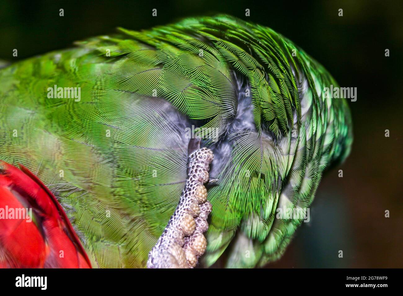 Der farbenfrohe australische Rosella-Vogel kratzt sich am Kopf Stockfoto