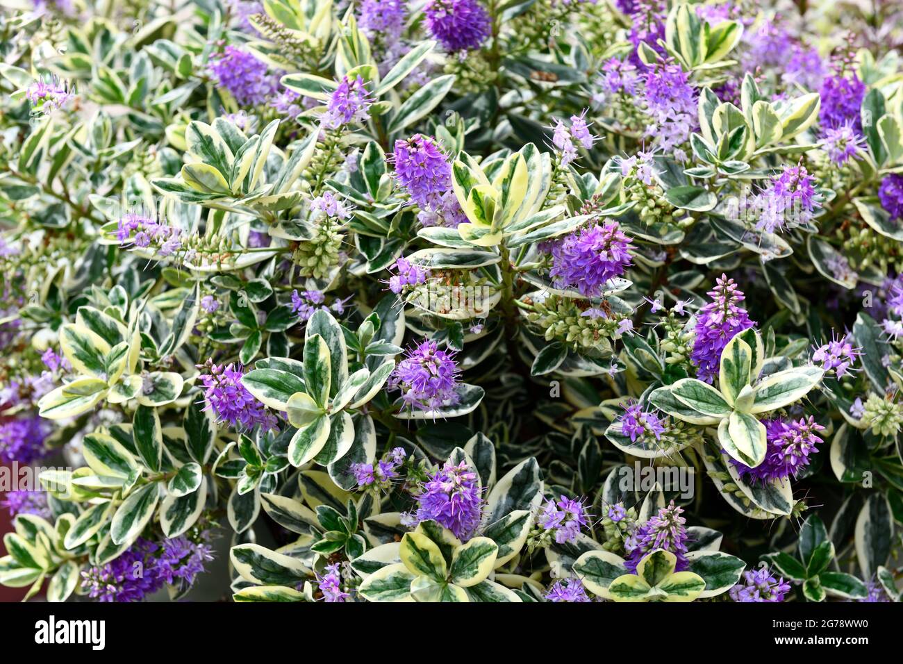 Hebe hebe variegata Fotos und Bildmaterial in hoher Auflösung Alamy