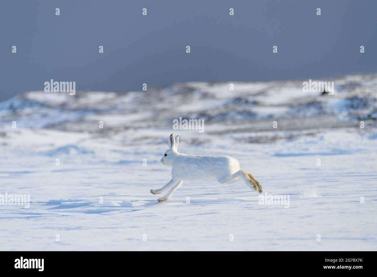 Berghase (Lepus timidus) mit weißem Fell in verschneiter Landschaft, Vardø, Norwegen Stockfoto