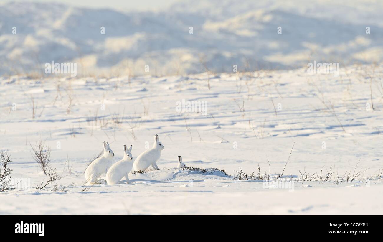 Berghase (Lepus timidus) mit weißem Fell in verschneiter Landschaft, Vardø, Norwegen Stockfoto