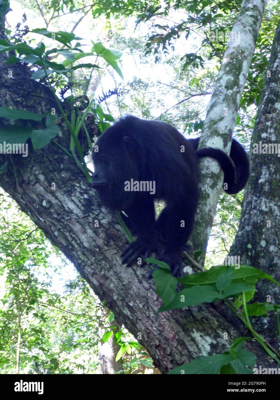 Mono Aullador, Gemeinschaft Baboon Sanctuary, Belize Stockfoto