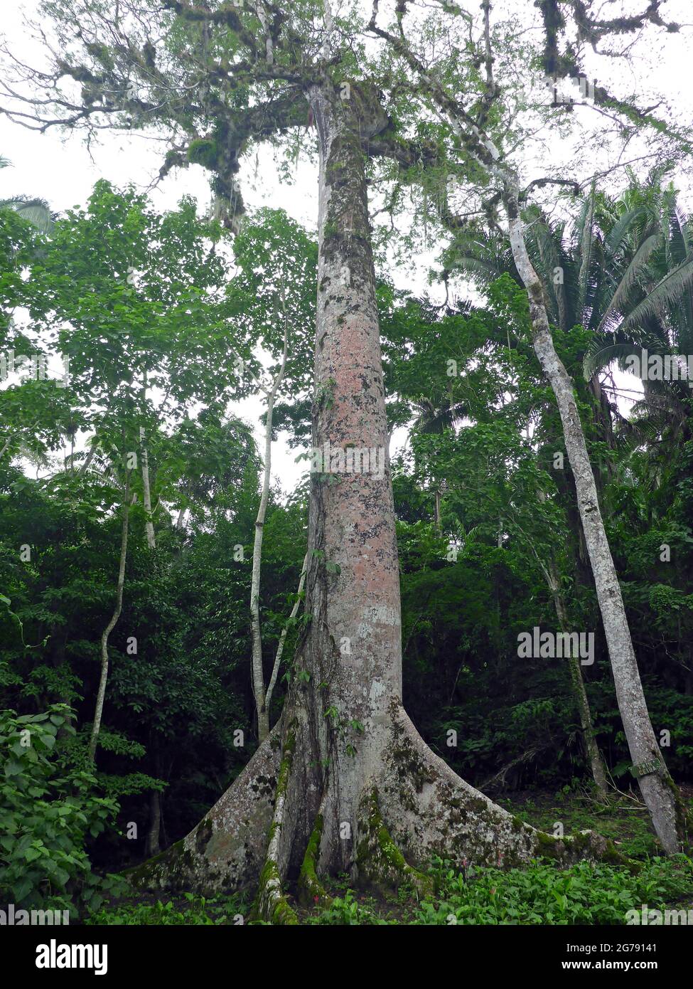 Caracol, Belize, Mittelamerika Stockfoto