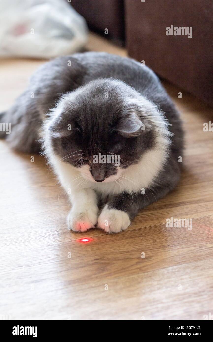 Grau-weiße flauschige Katze spielt mit Laserpointer im Zimmer Stockfoto