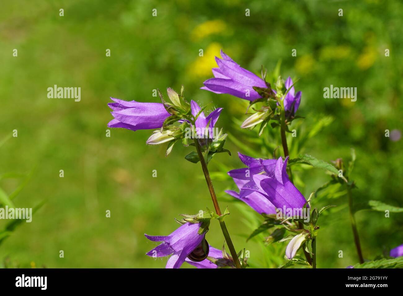 Blühende, mit Brennnesseln blättrige Glockenblume (Campanula trachelium). Glockenblumenfamilie (Campanulaceae). Verblasste holländische Gärten im Hintergrund. Juli. Stockfoto
