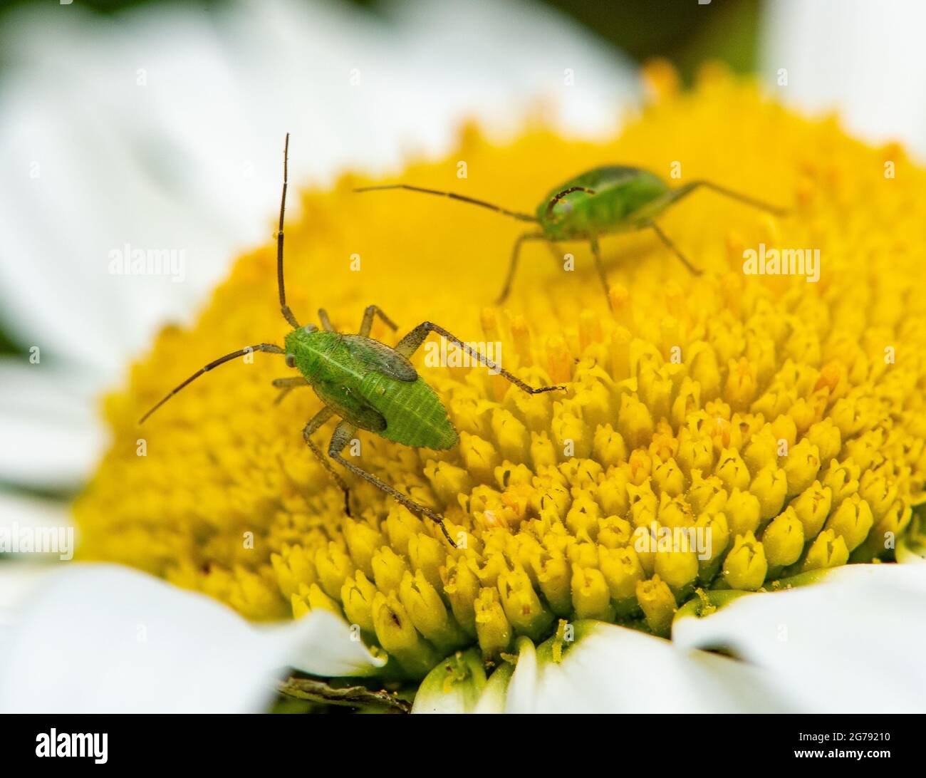 Ein gewöhnlicher grüner Capsid Bug nymphs auf einem Oxeye Daisy, Chipping, Preston, Lancashire, UK Stockfoto