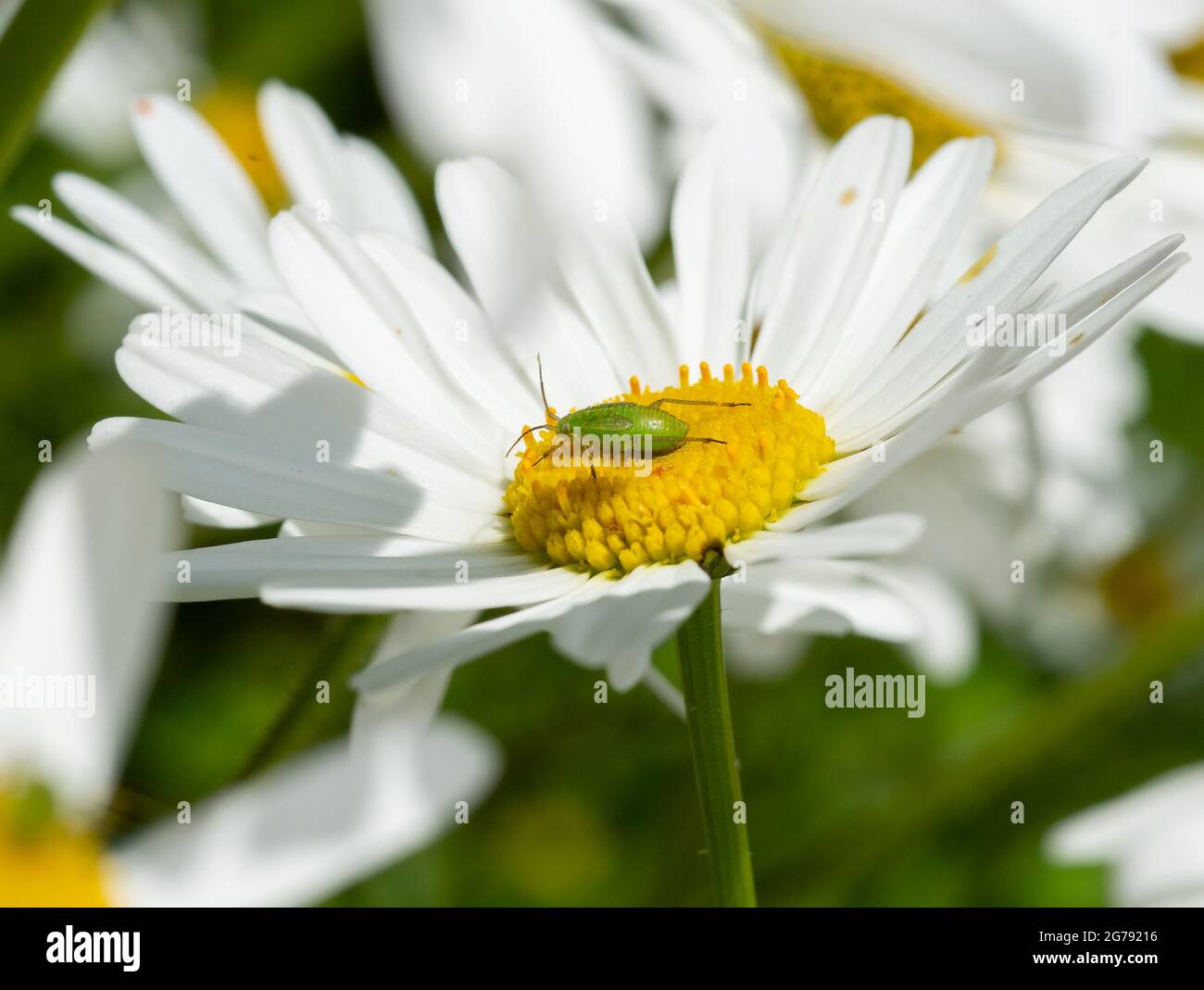 Eine gemeine grüne Capsid-Bug-Nymphe auf einer Oxeye-Gänseblümchen, Chipping, Preston, Lancashire, Großbritannien Stockfoto