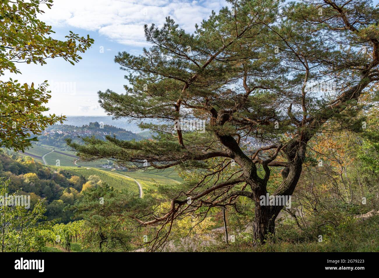 Europa, Deutschland, Baden-Württemberg, Stuttgart, Untertürkheim, Blick vom malerischen Kappelberg auf die malerische Herbstlandschaft Stockfoto