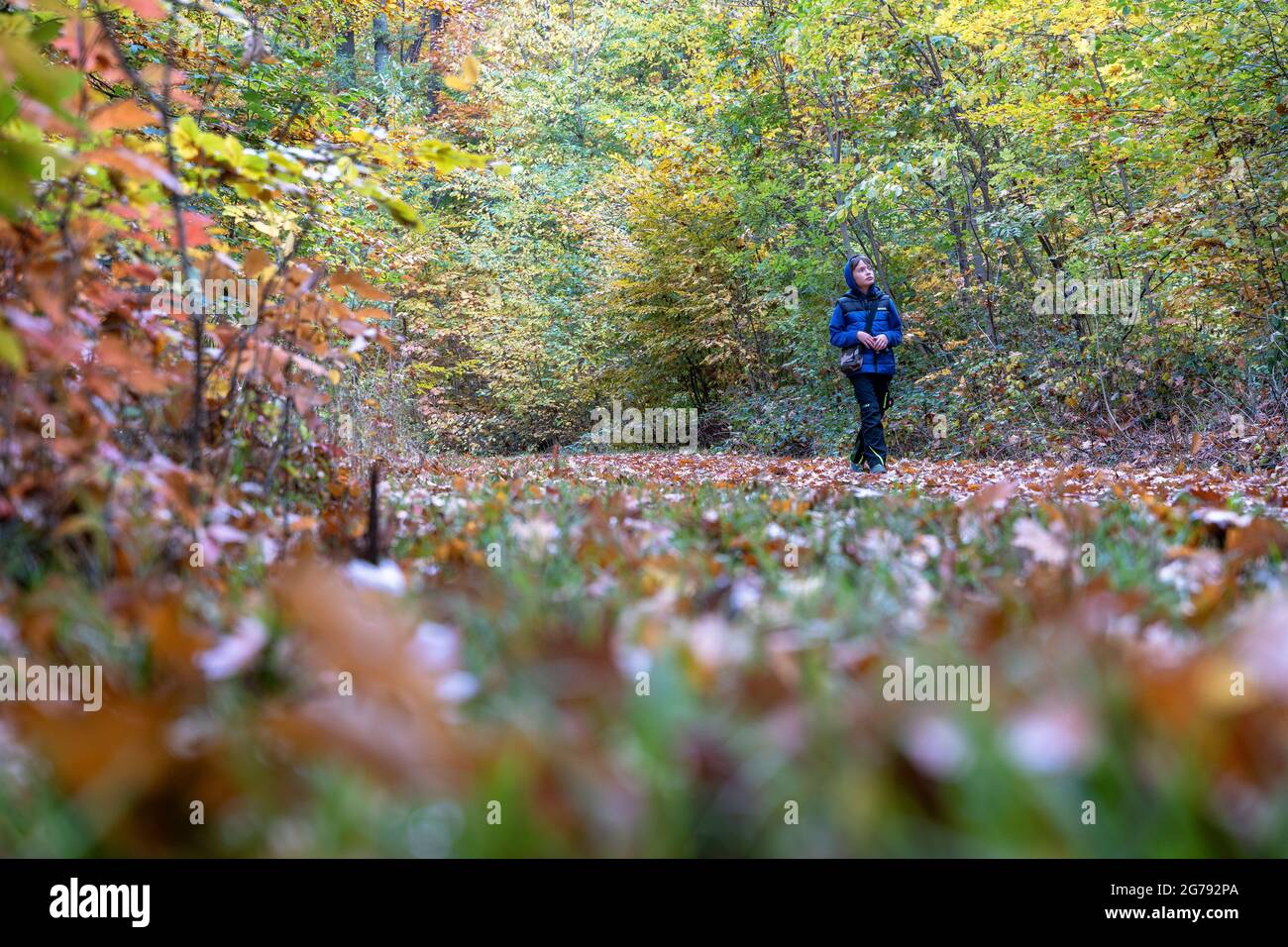 Europa, Deutschland, Baden-Württemberg, Stuttgart, Junge geht auf einem Laubwaldweg Stockfoto