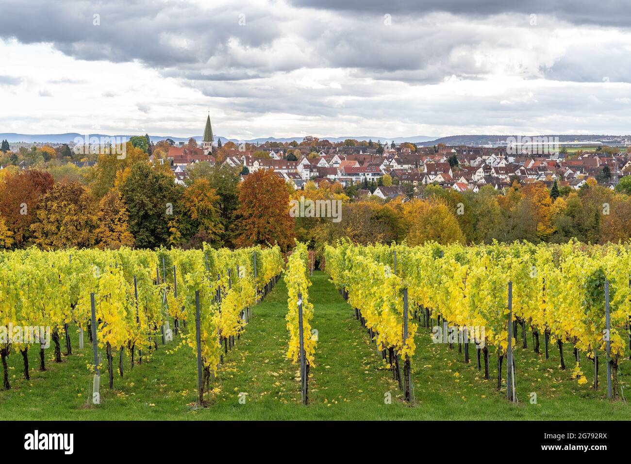 Europa, Deutschland, Baden-Württemberg, Stuttgart, Schloss Hohenheim, Blick vom Aussichtspunkt auf Schloss Hohenheim über den Weinberg nach Plieningen Stockfoto