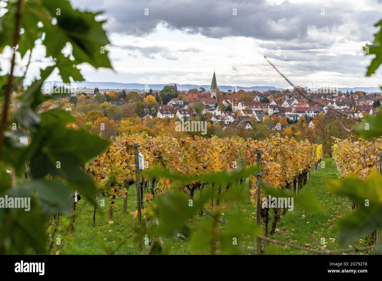 Europa, Deutschland, Baden-Württemberg, Stuttgart, Schloss Hohenheim, Blick vom Aussichtspunkt auf Schloss Hohenheim über den Weinberg nach Plieningen Stockfoto