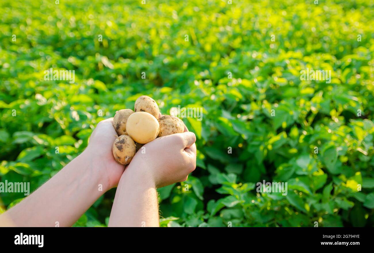 Der Bauer hält frisch gepflückte Kartoffeln auf dem Feld. Ernte, Ernte. Bio-Gemüse. Landwirtschaft und Landwirtschaft. Kartoffel. Selektiver Fokus. Stockfoto