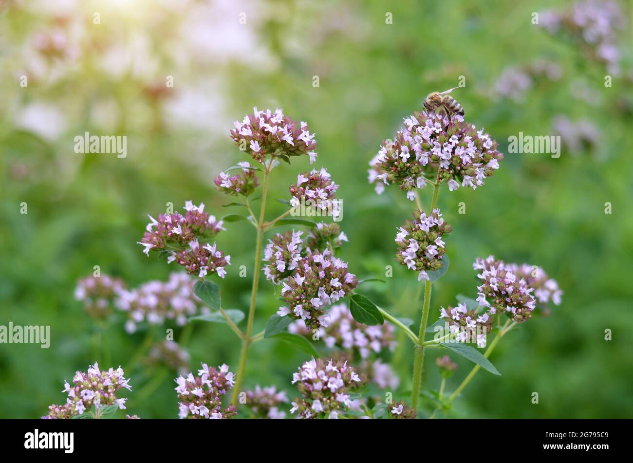 Honigbiene bestäubt Blüten von origanum vulgare, die auf einer Wiese wachsen, selektiver Fokus. Stockfoto