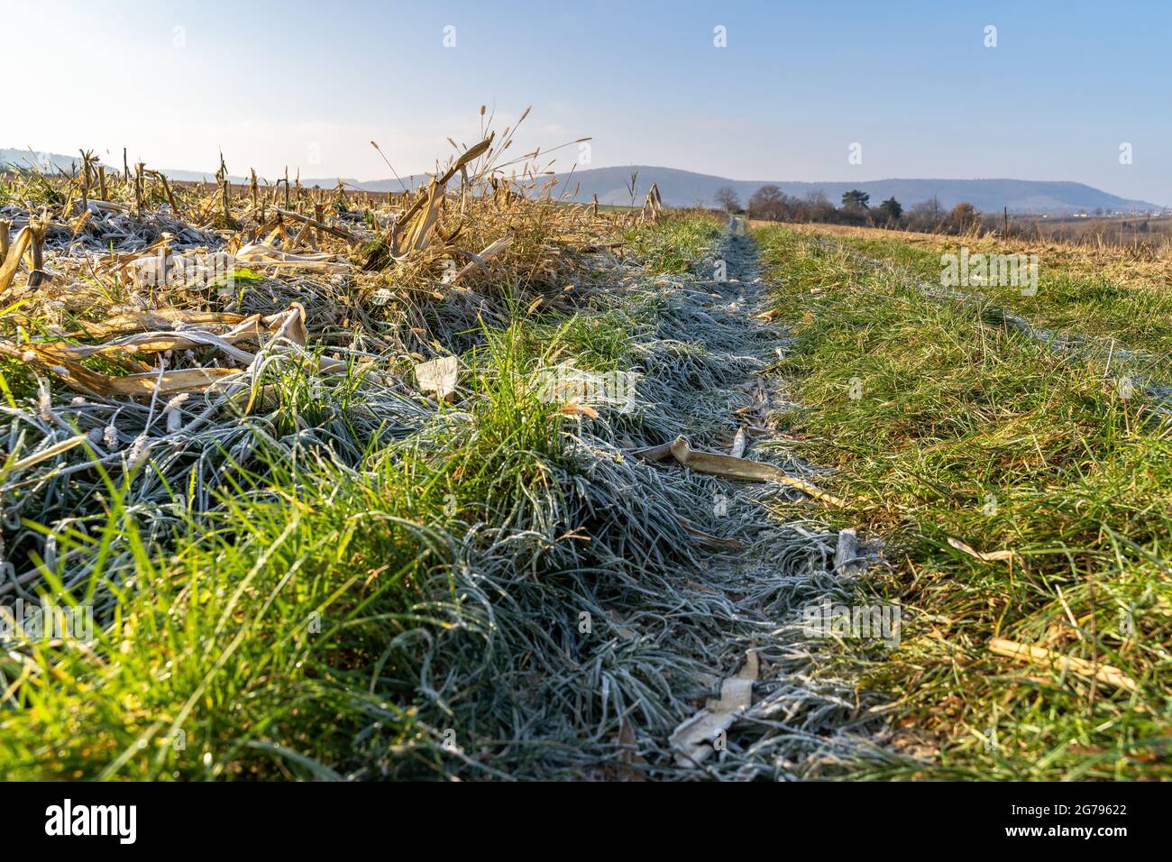 Europa, Deutschland, Baden-Württemberg, Weinstadt, frostiger Weg über die Felder bei Weinstadt-Endersbach Stockfoto