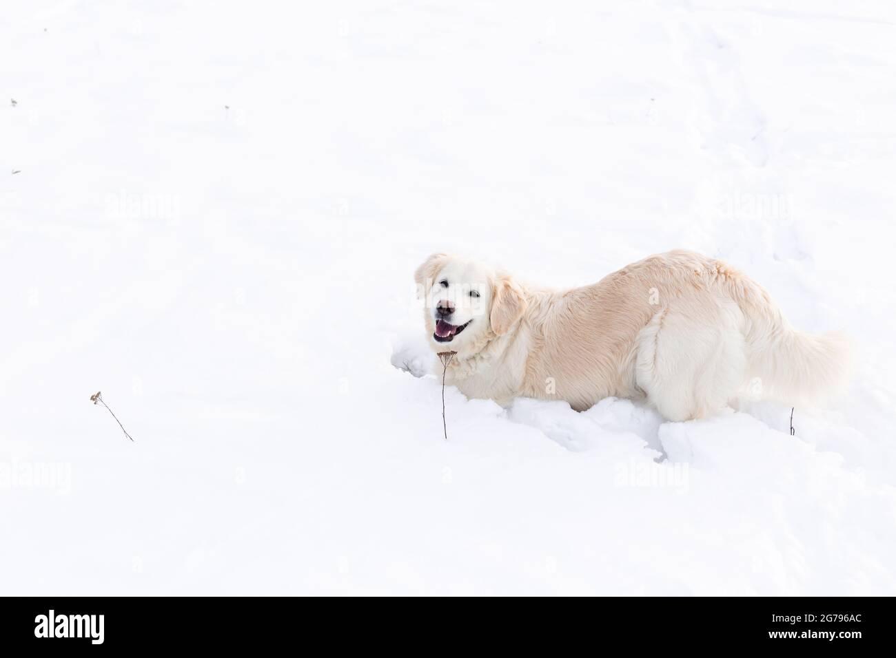 Großer weißer labrador goldener Retriever Hund in der Winterlandschaft läuft im Schnee. Stockfoto