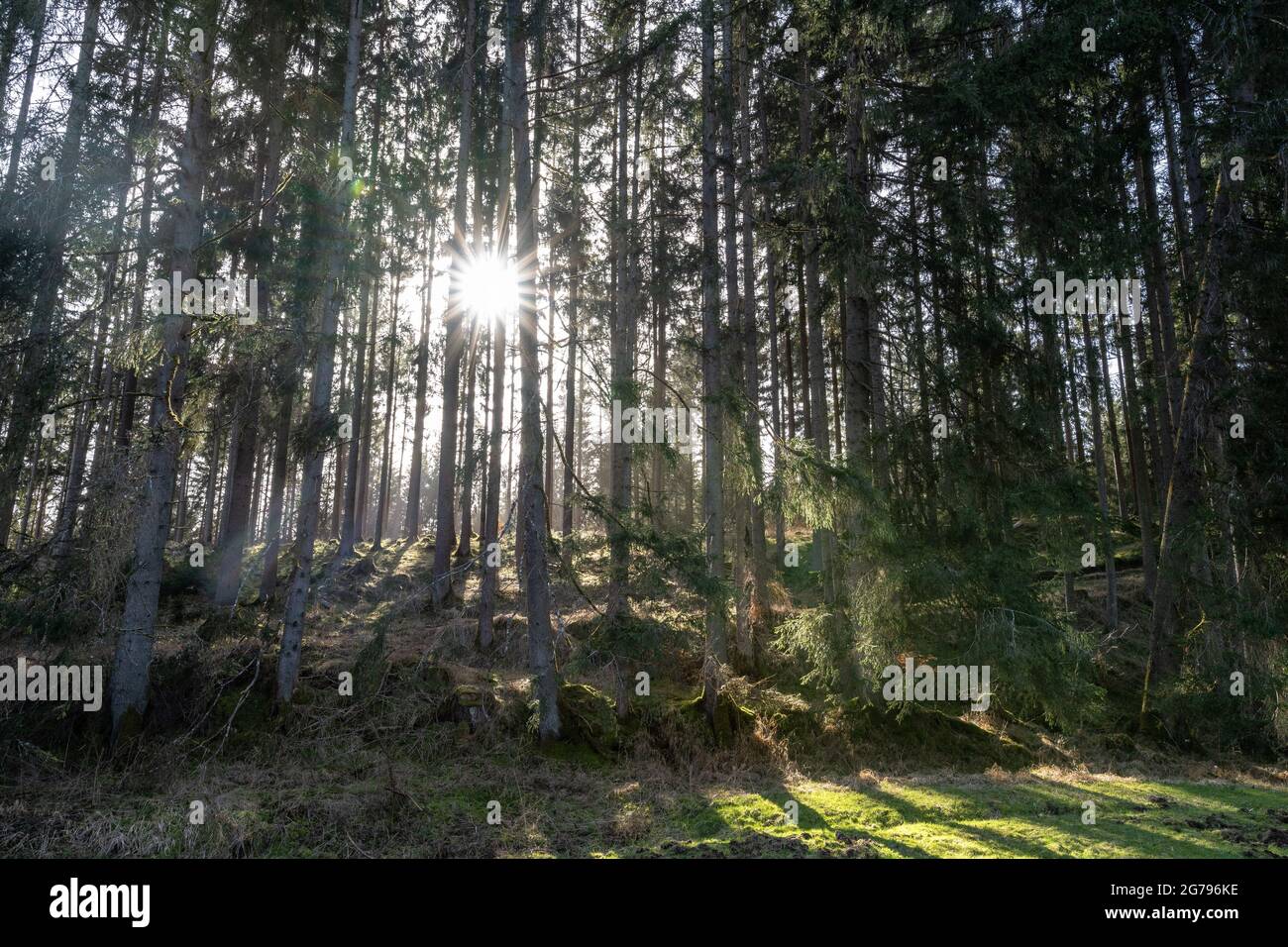 Europa, Deutschland, Baden-Württemberg, Schönbuch-Region, Sonne hinter den Bäumen im Goldersbachtal Stockfoto