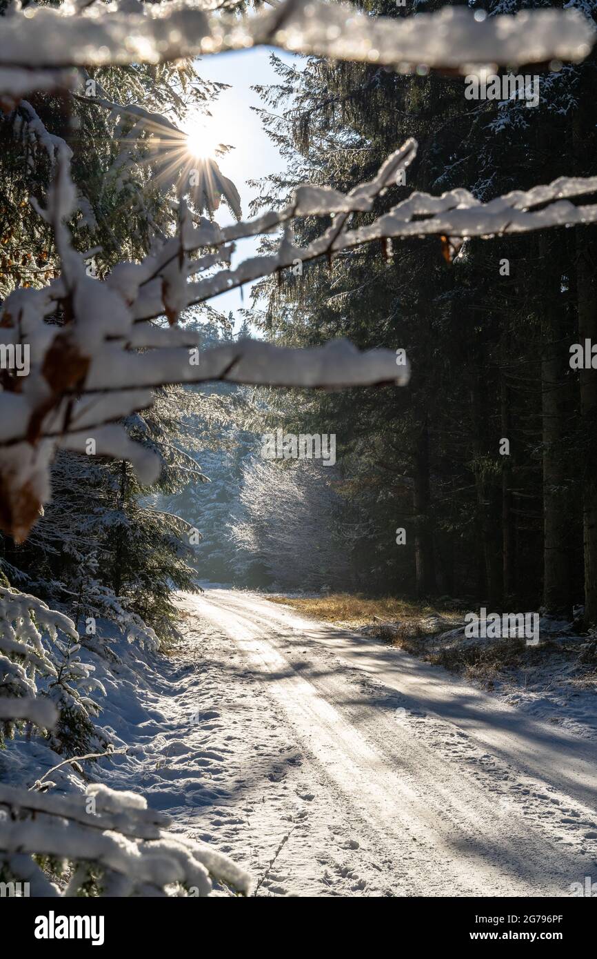 Europa, Deutschland, Baden-Württemberg, Region Schönbuch, Naturpark Schönbuch, Winterwanderweg in Schönbuch Stockfoto