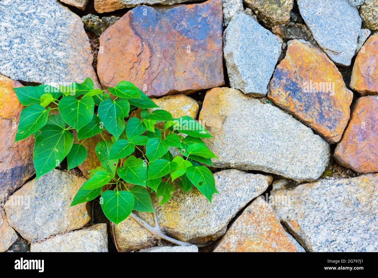 Baum wächst an der Steinmauer.stark wird am Leben sein. Stockfoto