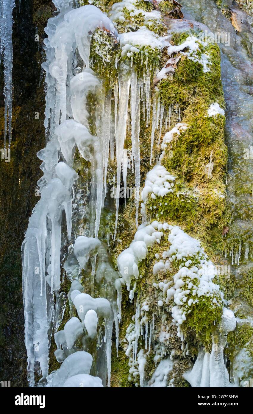 Eiszapfen auf einem moosigen Tuffstein am Märzenbach bei Reutlingen-Mittelstadt Stockfoto