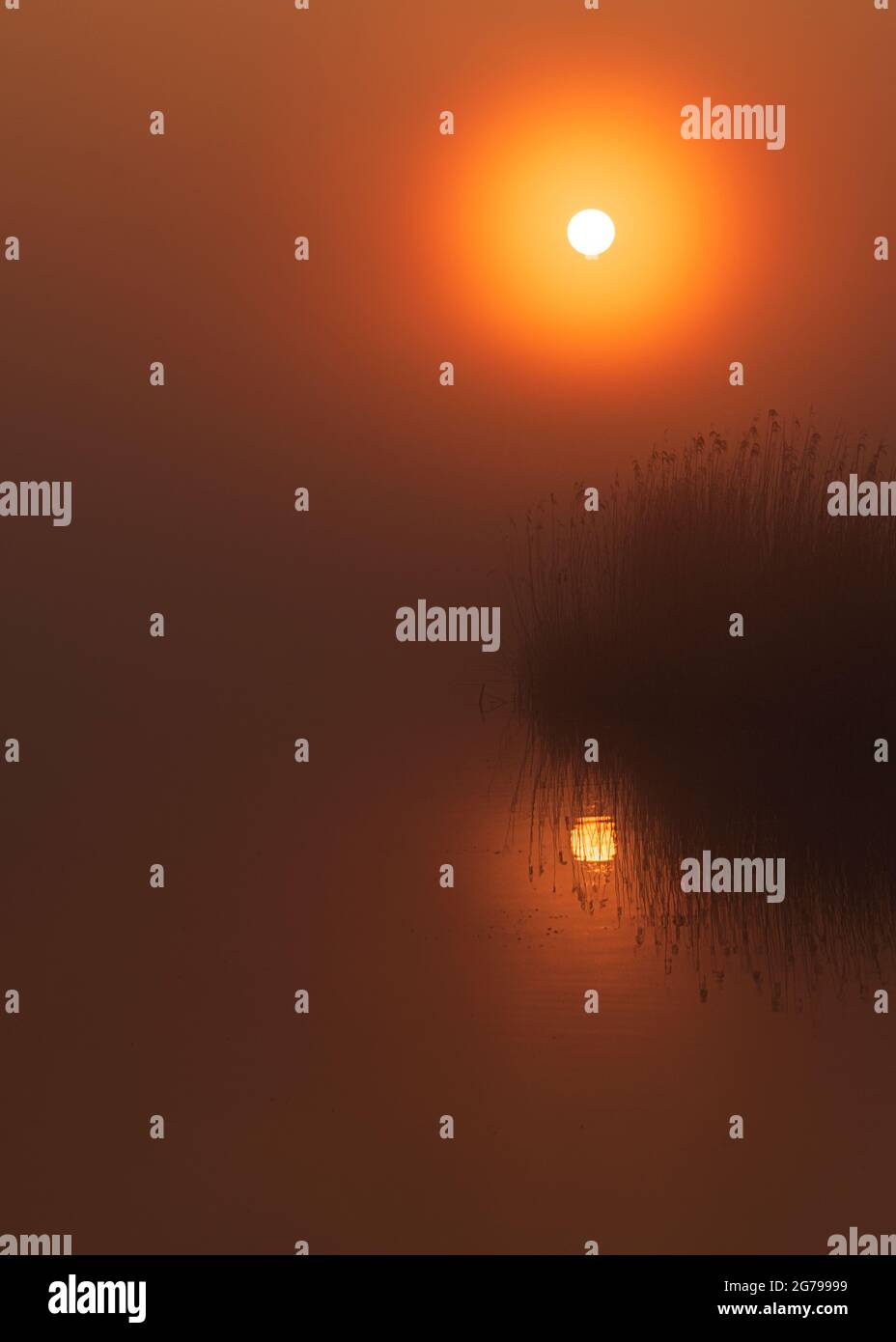 Eindrücke einer Frühjahrswanderung bei Sonnenaufgang und Nebel in Südholland in der Region Alblasserwaard Vijfheerenlanden bei Kinderdijk. Sonne, Schilf und Wasser: Stimmungsbild mit Reflexion Stockfoto