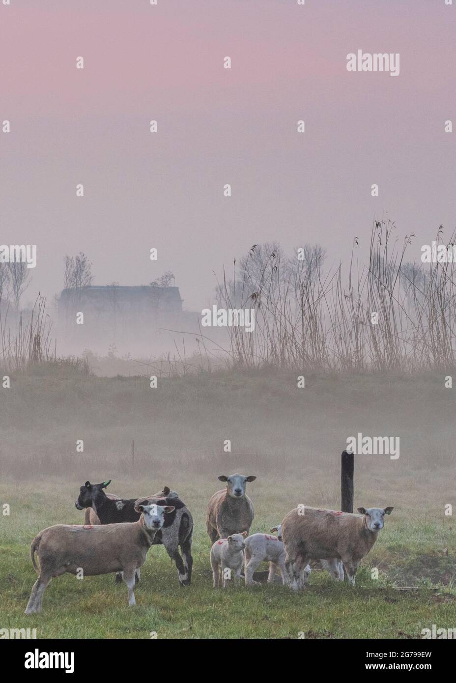 Eindrücke einer Frühlingswanderung bei Sonnenaufgang und Nebel in Südholland in der Region Alblasserwaard Vijfheerenlanden bei Kinderdijk: Schafe und Lämmer auf einer Polderweide. Blick auf die Kamera Stockfoto