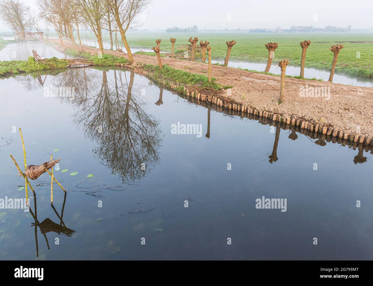 Eindrücke einer Frühlingswanderung bei Sonnenaufgang und Nebel in Südholland in der Region Alblasserwaard Vijfheerenlanden bei Kinderdijk: Pollard-Weiden, frisch beschnitten und ein Entenkorb im Wasser Stockfoto