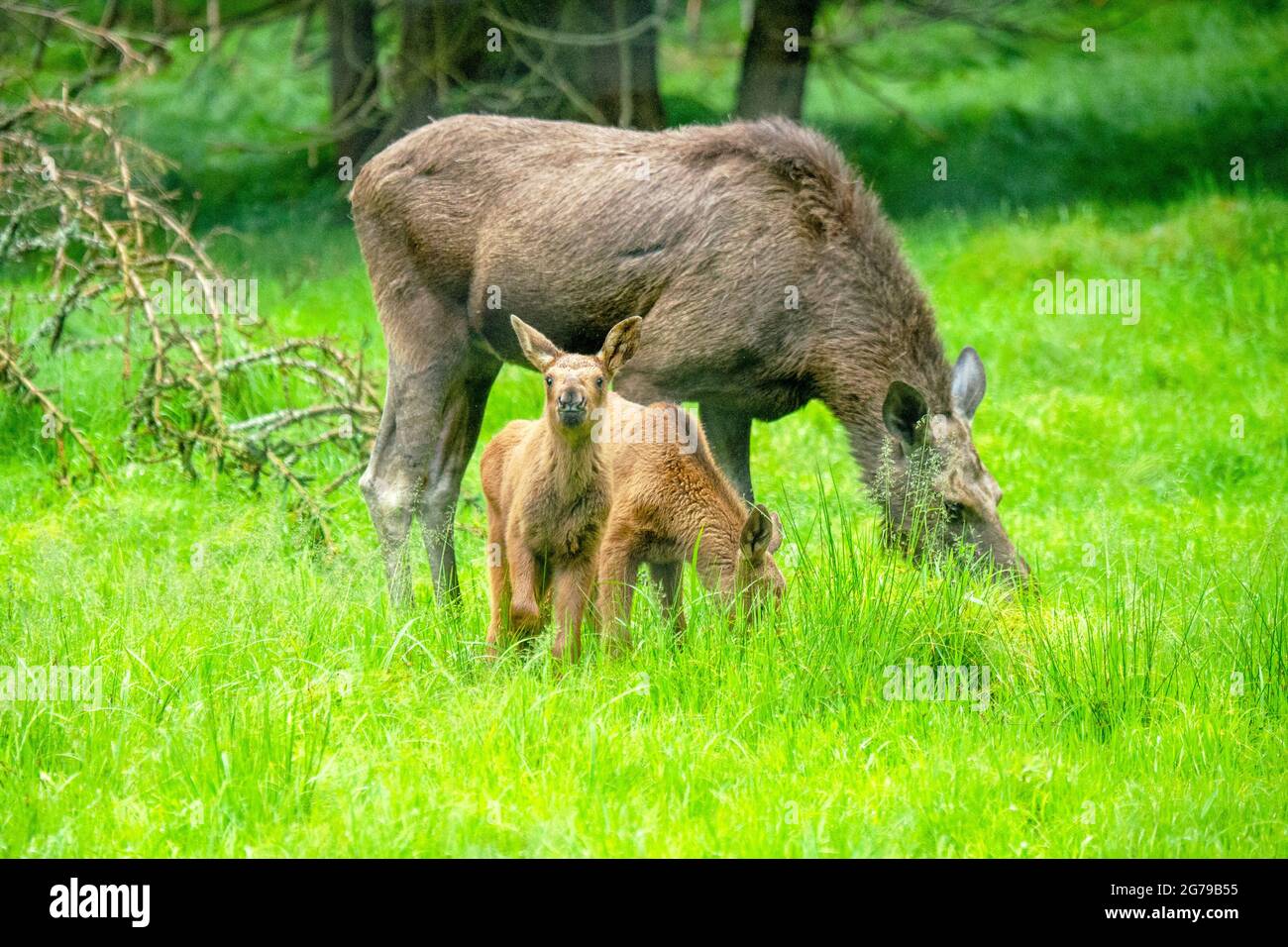 Elchkuh mit Kälbern Stockfoto